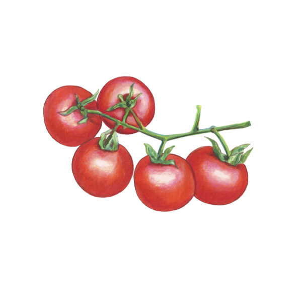 Illustraciones Marinie. Frutas. Tomates
