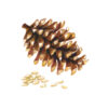 Ilustración, creada para recetario mexicano, se presenta una piña de pino acompañada de piñones. Se ha intentado capturar la forma distintiva de la piña, con sus hojas puntiagudas y su textura escamosa.