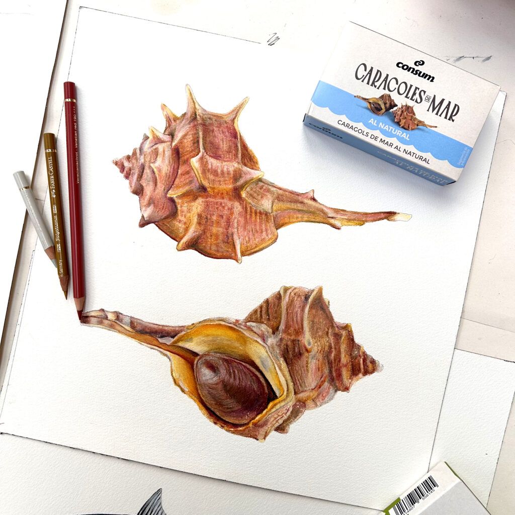 ilustración caracoles mar